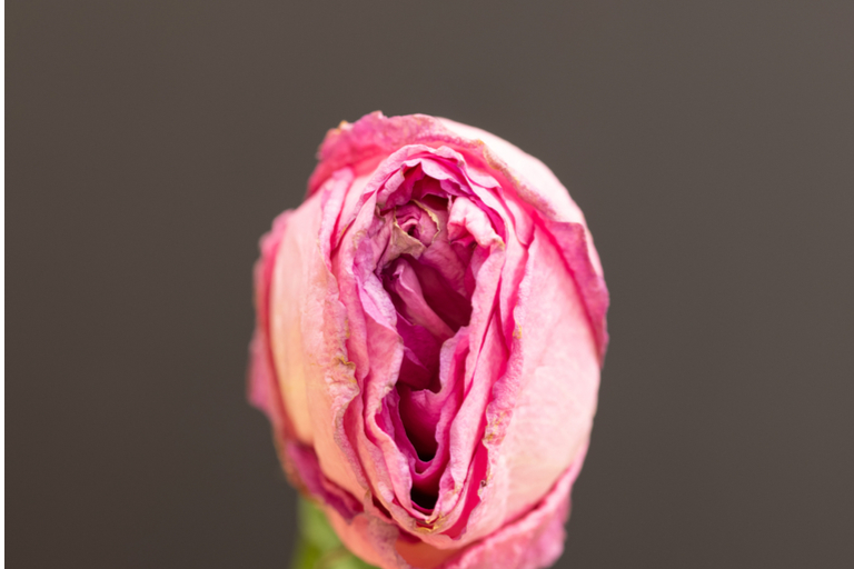 SEQUEDAD RESEQUEDAD VAGINAL CANDIDIASIS INFECCIONES VAGINALES INFECCION VAGINAL COMEZÓN